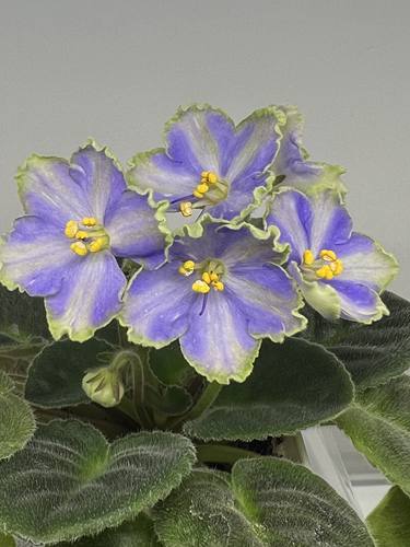 非洲堇缟花：迷幻（标准十字花）室内耐阴四季开花多年生草本植物