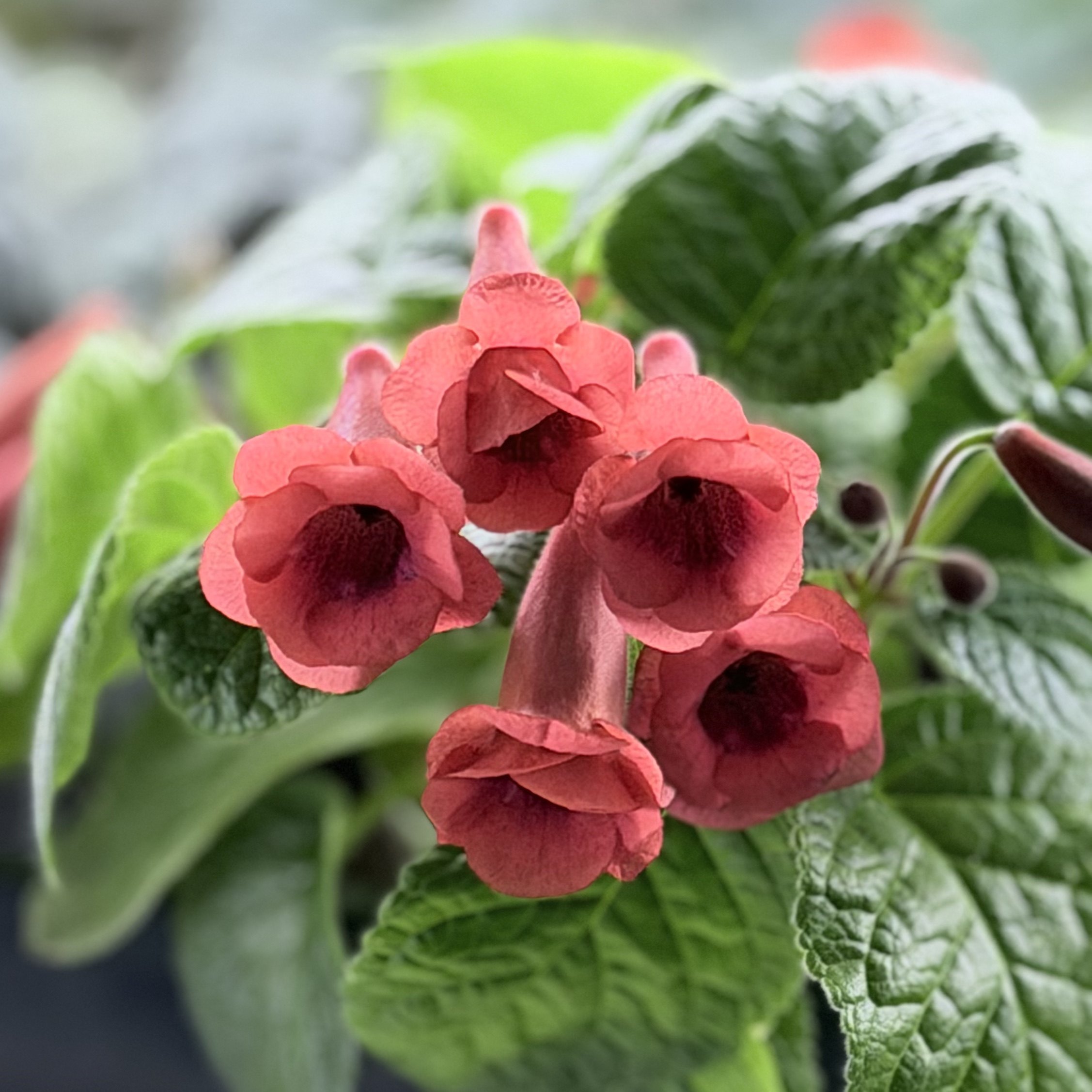 苦苣苔迷套：霹雳娇娃，室内耐热耐荫多季节开花多年生球种