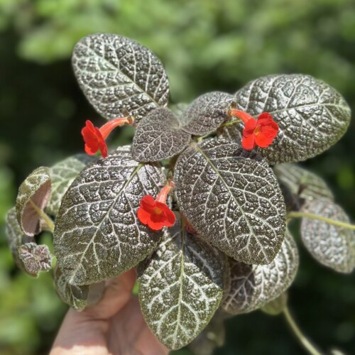 苦苣苔喜荫花综合链接：耐荫耐热，叶片金属质感