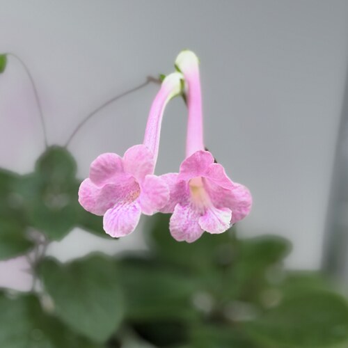 苦苣苔迷岩：格鲁吉亚，室内耐热多季节开花多年前球种