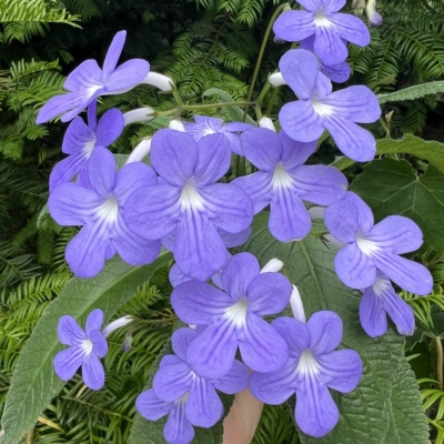 苦苣苔进口堇兰：陨星（小株型小花丰花）室内耐阴