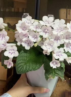 苦苣苔堇兰：棒棒糖Bristol`s Lollipop迷你品种小株型