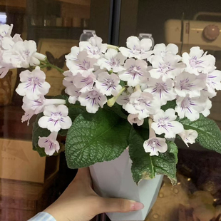 苦苣苔堇兰：棒棒糖Bristol`s Lollipop迷你品种小株型