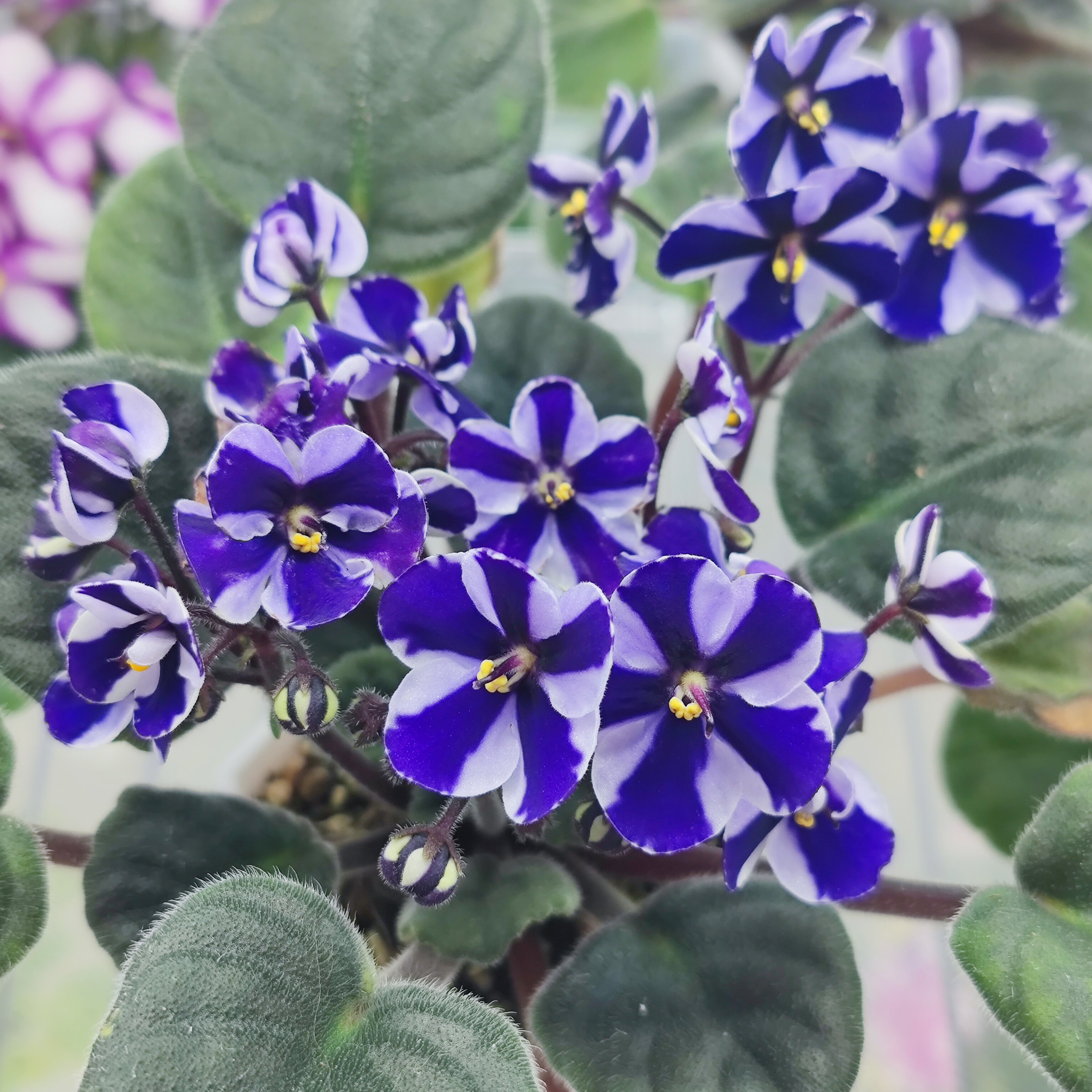 苦苣苔非洲堇缟花：新康科德对版苗，室内耐阴多年生草本