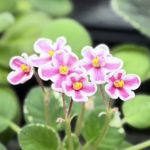 非洲堇缟花：夏日浪漫，室内耐荫四季开花多年生草本植物