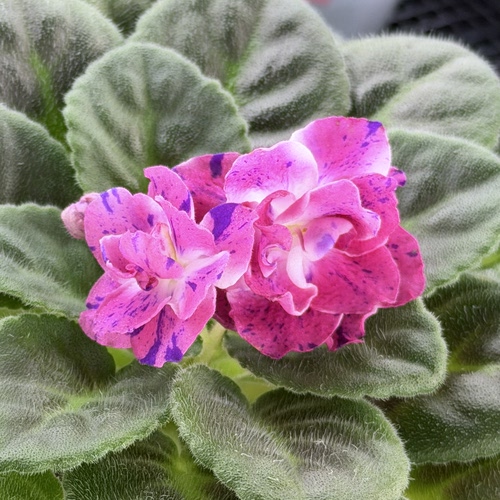 苦苣苔非洲菫：魔幻圣诞开花苗，标注堇，室内耐荫多季节开花