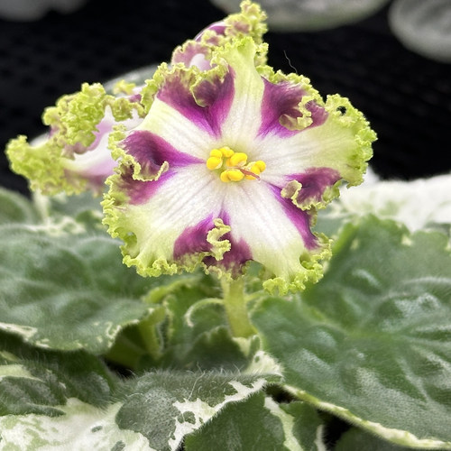 苦苣苔非洲菫缟花：森林之王，对版苗，斑叶标准十字花