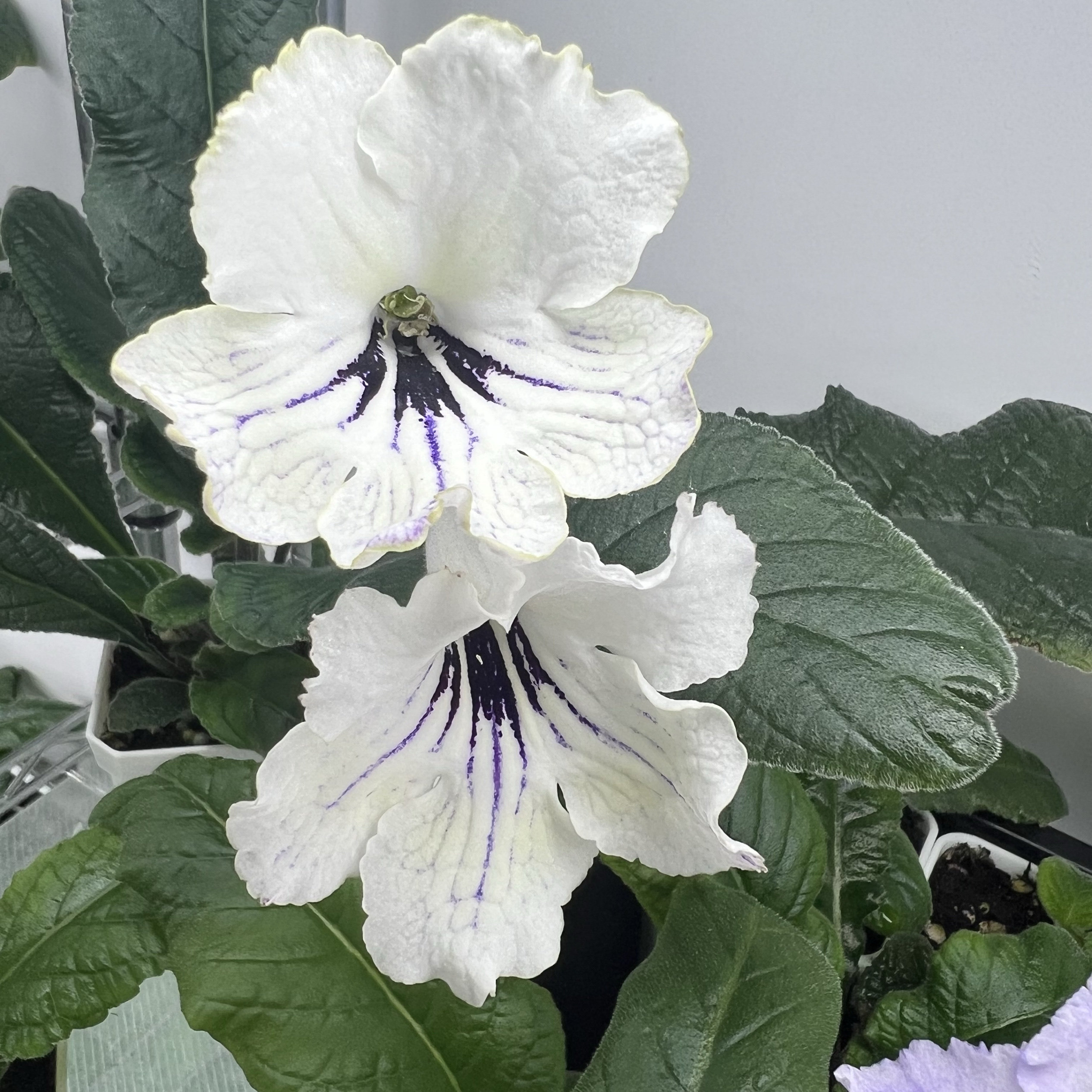 苦苣苔堇兰:白昼，室内耐阴四季开花多年生草本植物图片