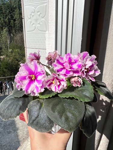 G092苦苣苔非洲堇：阳光海岸（标准十字花缟花）室内耐荫四季开花