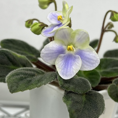 苦苣苔非洲堇缟花：绿袖，标准十字花紫罗兰