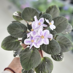 苦苣苔非洲菫缟花：马的叛徒，对版苗，斑叶标准十字花非洲紫罗兰