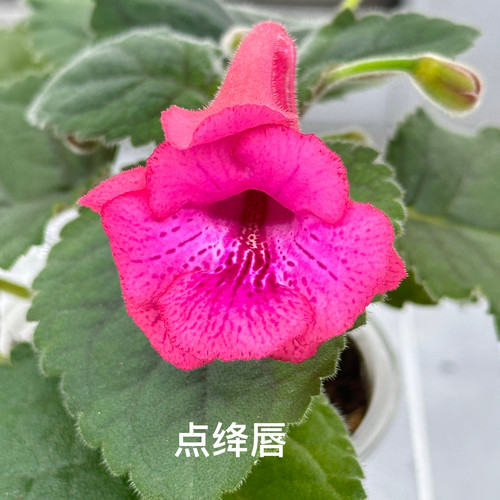 苦苣苔迷套：点绛唇，室内耐荫耐热，多季节开花，多年生球种