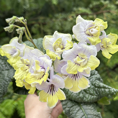 苦苣苔堇兰：青柠，室内耐阴多季节开花多年生草本植物