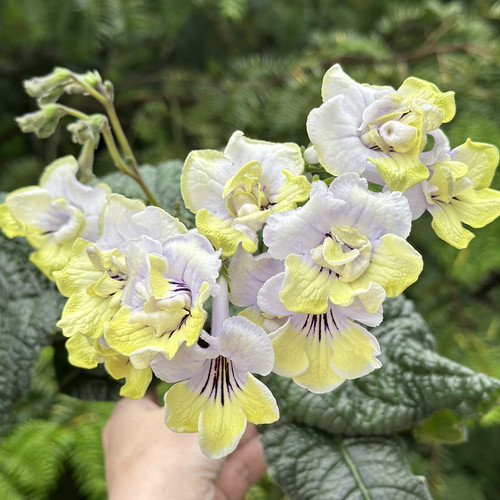 苦苣苔堇兰：青柠，室内耐阴多季节开花多年生草本植物