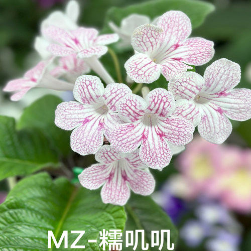 苦苣苔堇兰：MZ-糯叽叽，室内耐荫，四季开花，多年生草本植物