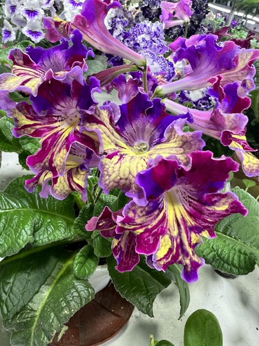 苦苣苔进口堇兰~鹦鹉（嵌合体）爆花丰花，室内耐阴