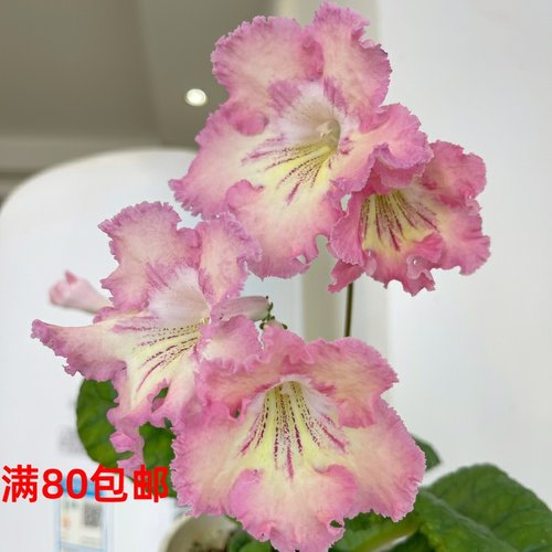 苦苣苔进口堇兰： 粉红甜点 МК-Розовый Десерт