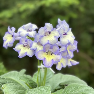 苦苣苔堇兰：Keigetsu 基伊.格特苏，室内耐阴，四季开花