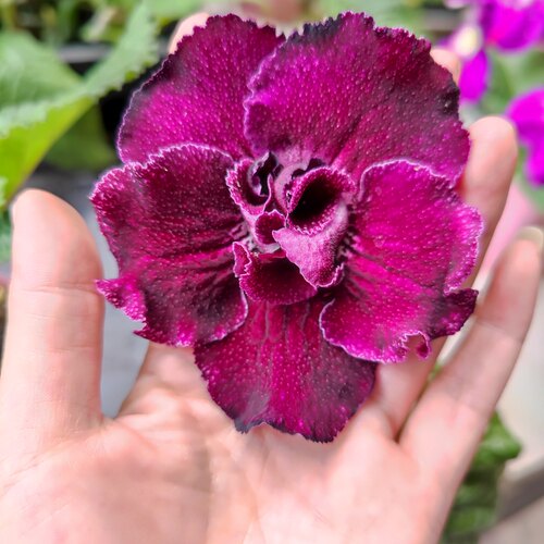 苦苣苔堇兰：熊，大花，室内耐阴四季开花多年生草本