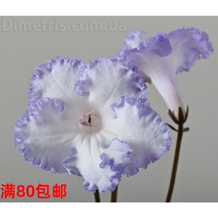 慎拍 偶尔会开成纯白色 2004小男孩 苦苣苔进口堇兰：DS