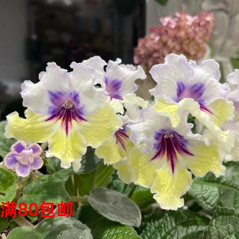 苦苣苔进口堇兰~崔斯坦tristan，室内耐阴四季开花