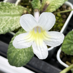 介意慎拍 苦苣苔堇兰：小金雀 FL培育 斑叶迷你品种 特别小