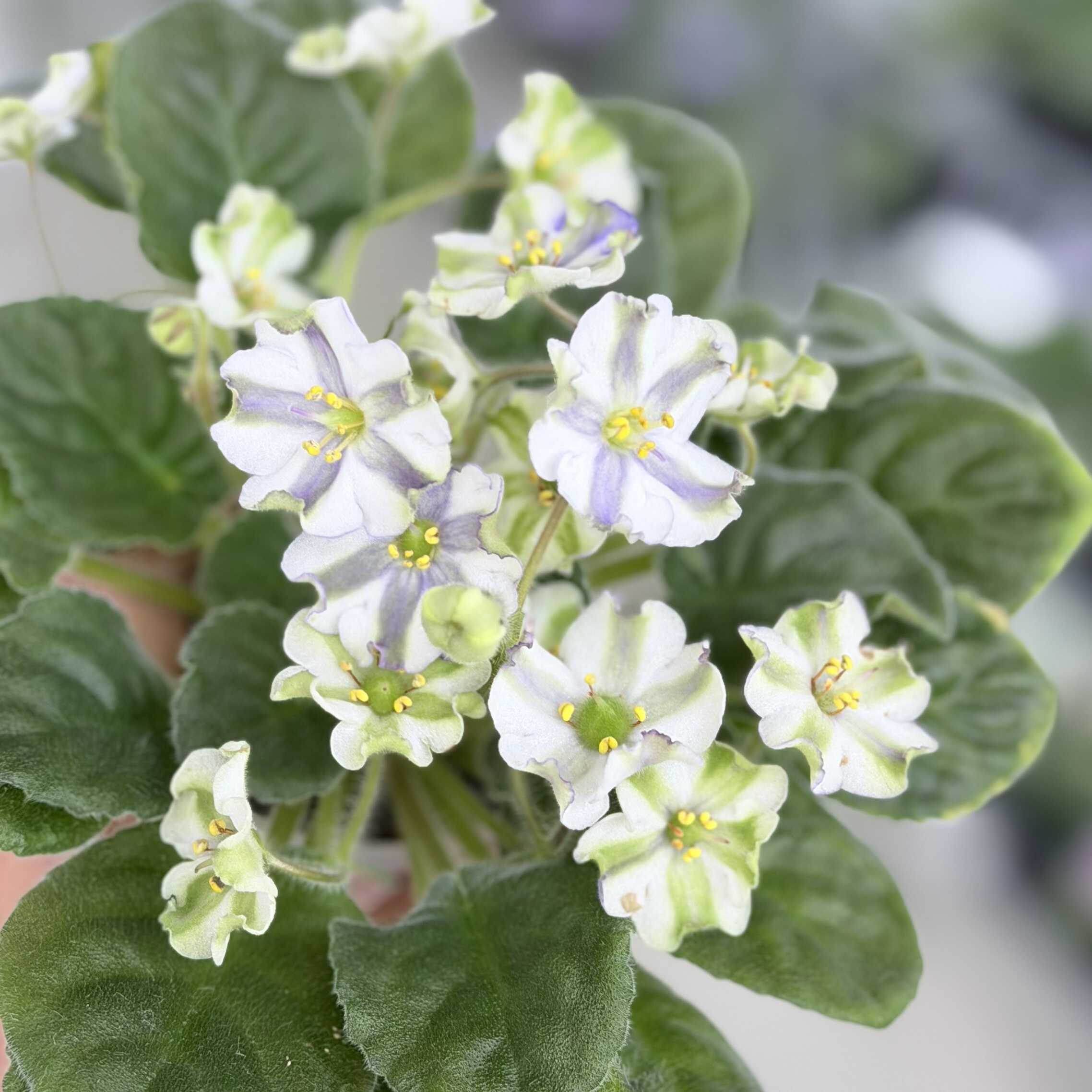 苦苣苔非洲菫缟花：凯之心，带花对版苗，标准十字花紫罗兰
