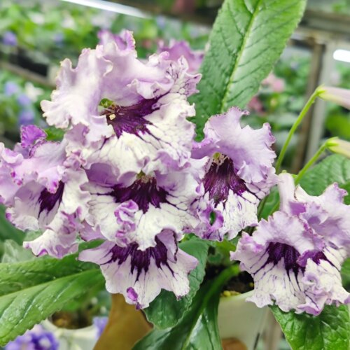 苦苣苔进口堇兰~1449，室内耐阴四季开花多年生草本