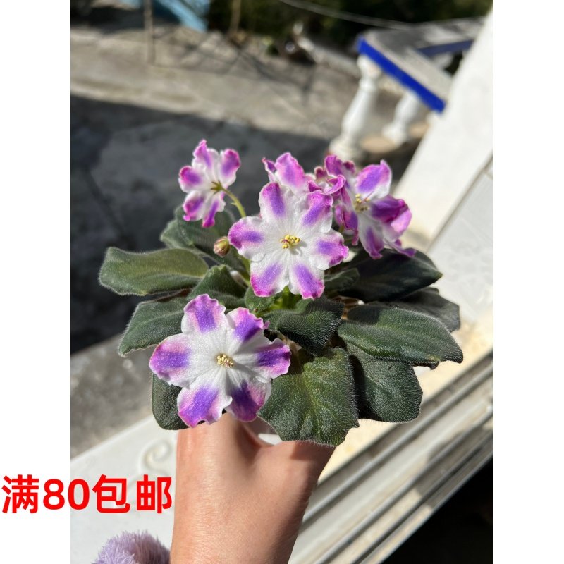 G098苦苣苔非洲堇：欲望之战（标准十字花缟花）室内耐荫四季开花