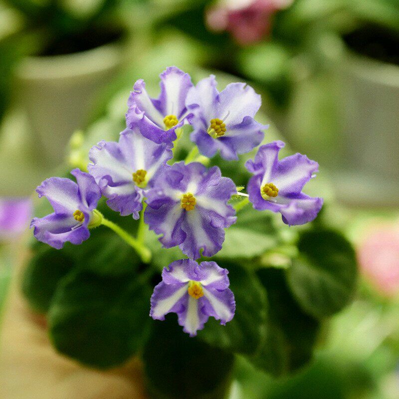 苦苣苔非洲堇缟花：破晓（蓝玲玲）对版苗，迷你十字花紫罗兰