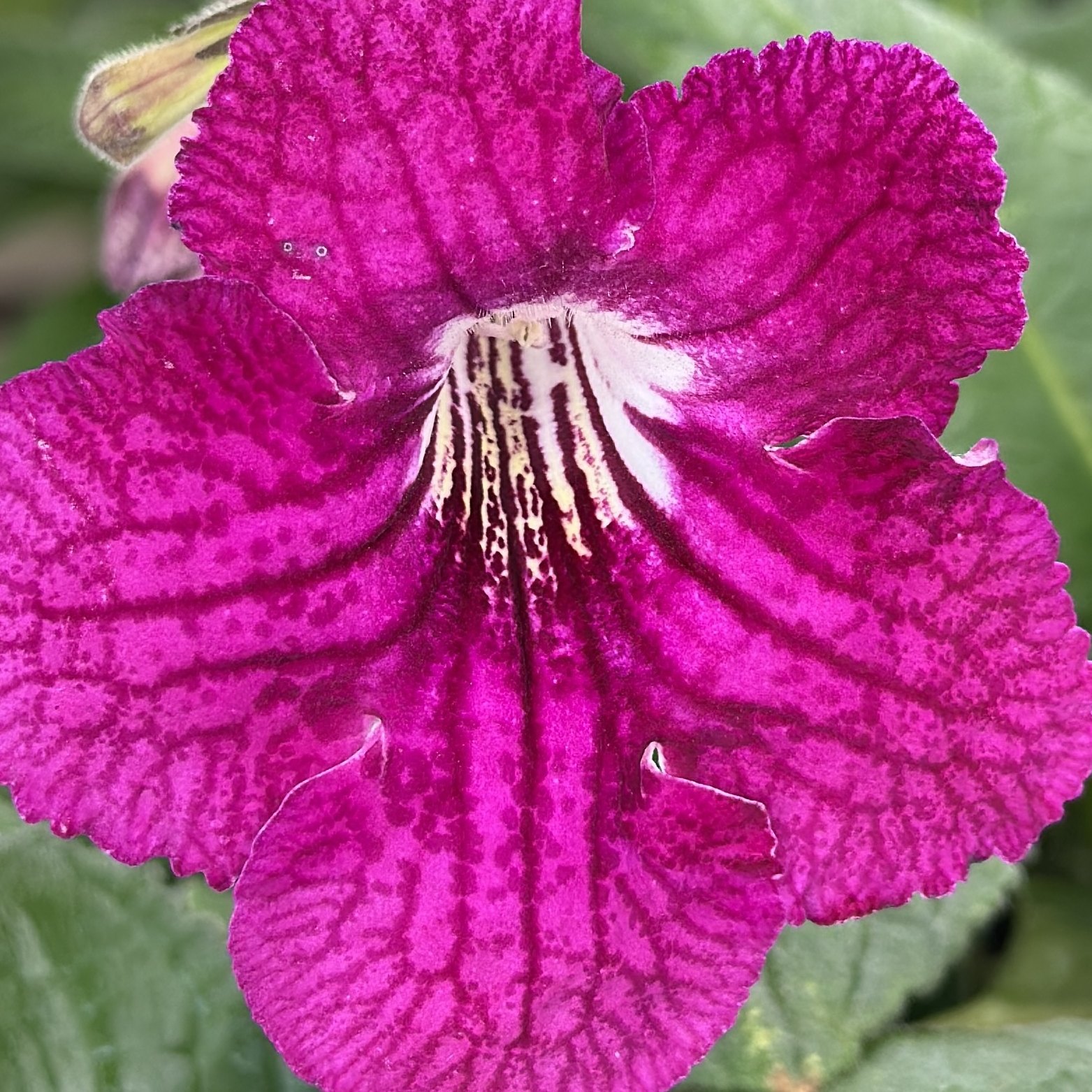 苦苣苔堇兰：莫妮卡（跑色）大花，室内耐荫四季开花多年生草本