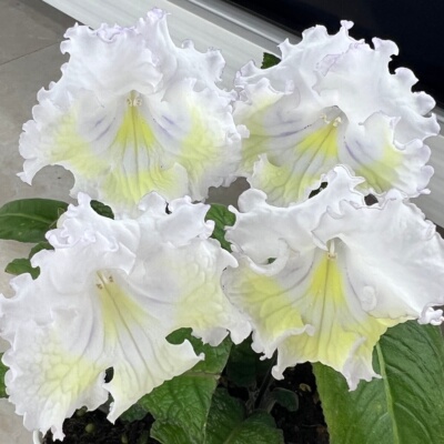 苦苣苔堇兰：DS-1795，室内耐荫多季节开花多年生草本植物