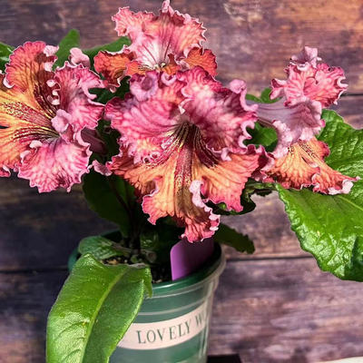 苦苣苔进口堇兰~7151，室内耐阴，多季节开花多年生草本