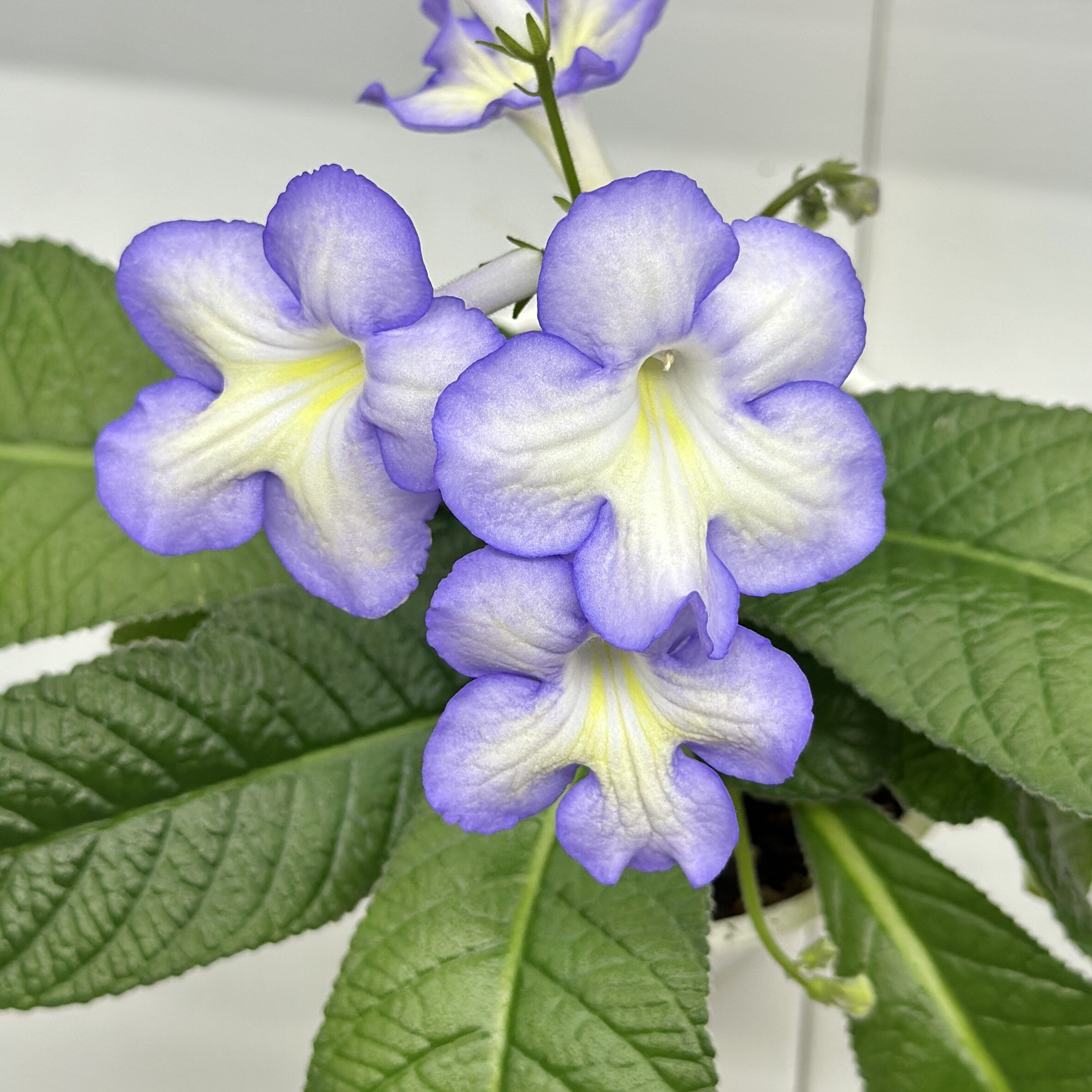 苦苣苔堇兰：星语星愿（国内培育）室内耐荫多季节开花多年生草本图片