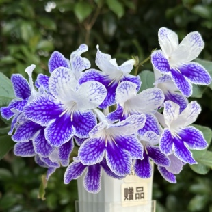 苦苣苔进口堇兰~紫熊猫（丰花品种）室内耐阴多年生草本植物