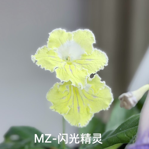 苦苣苔堇兰：MZ-闪光精灵，室内耐荫多季节开花多年前草本植物