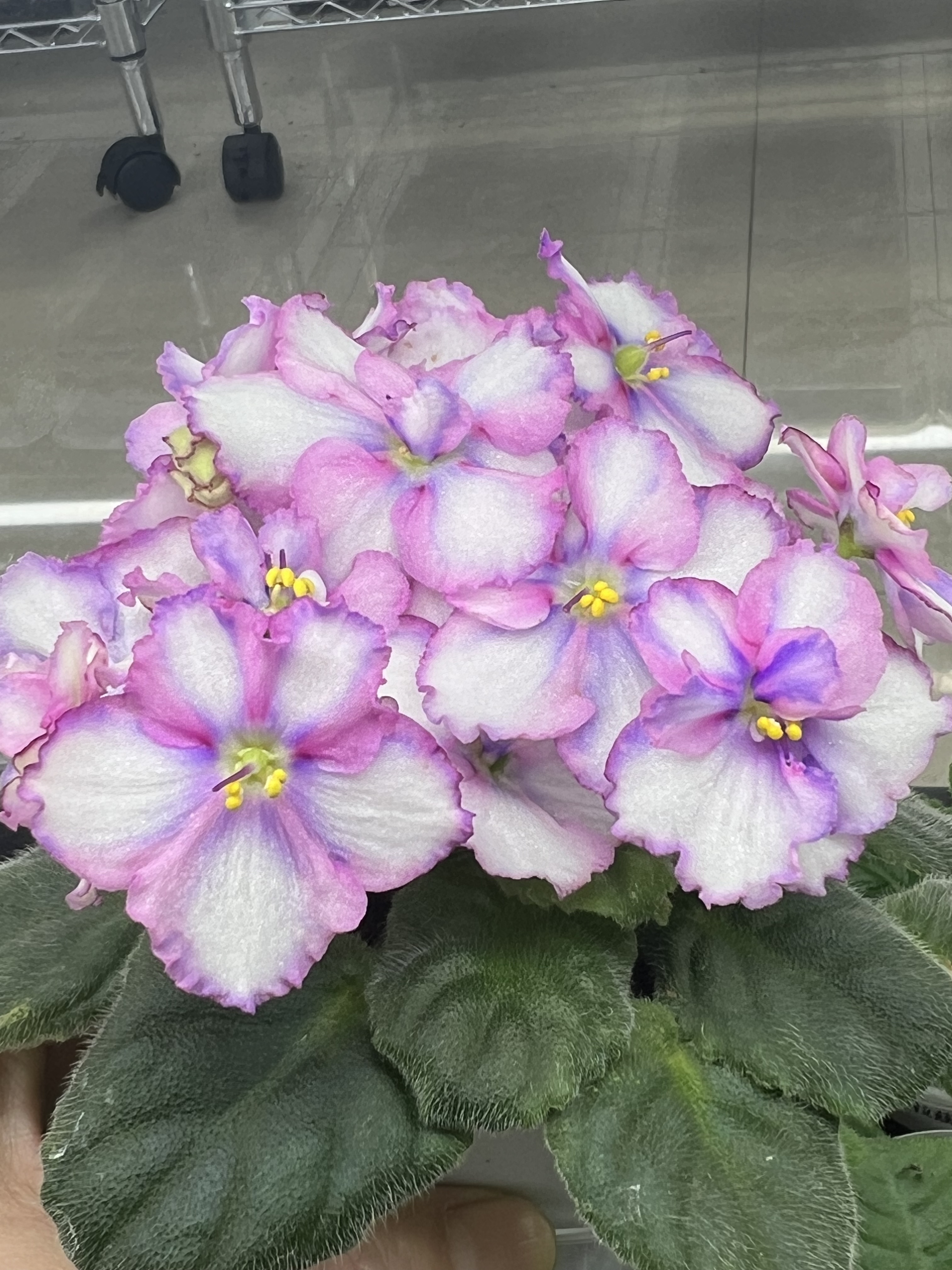 G035苦苣苔非洲堇缟花：卡斯珀浅色（复半迷你十字花）