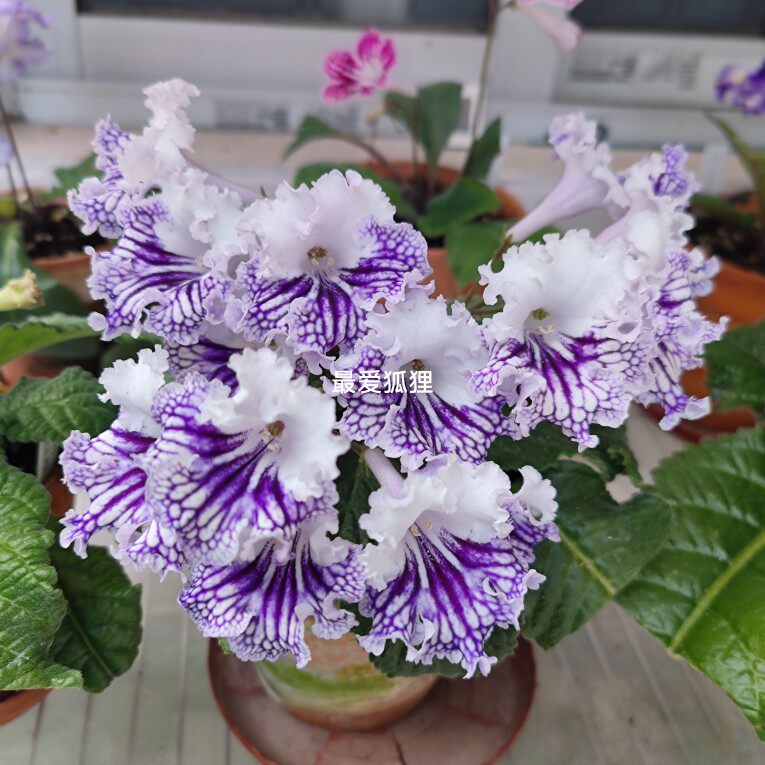 苦苣苔进口堇兰~唤醒激情（小株型）苗小慎拍，室内耐阴四季开花