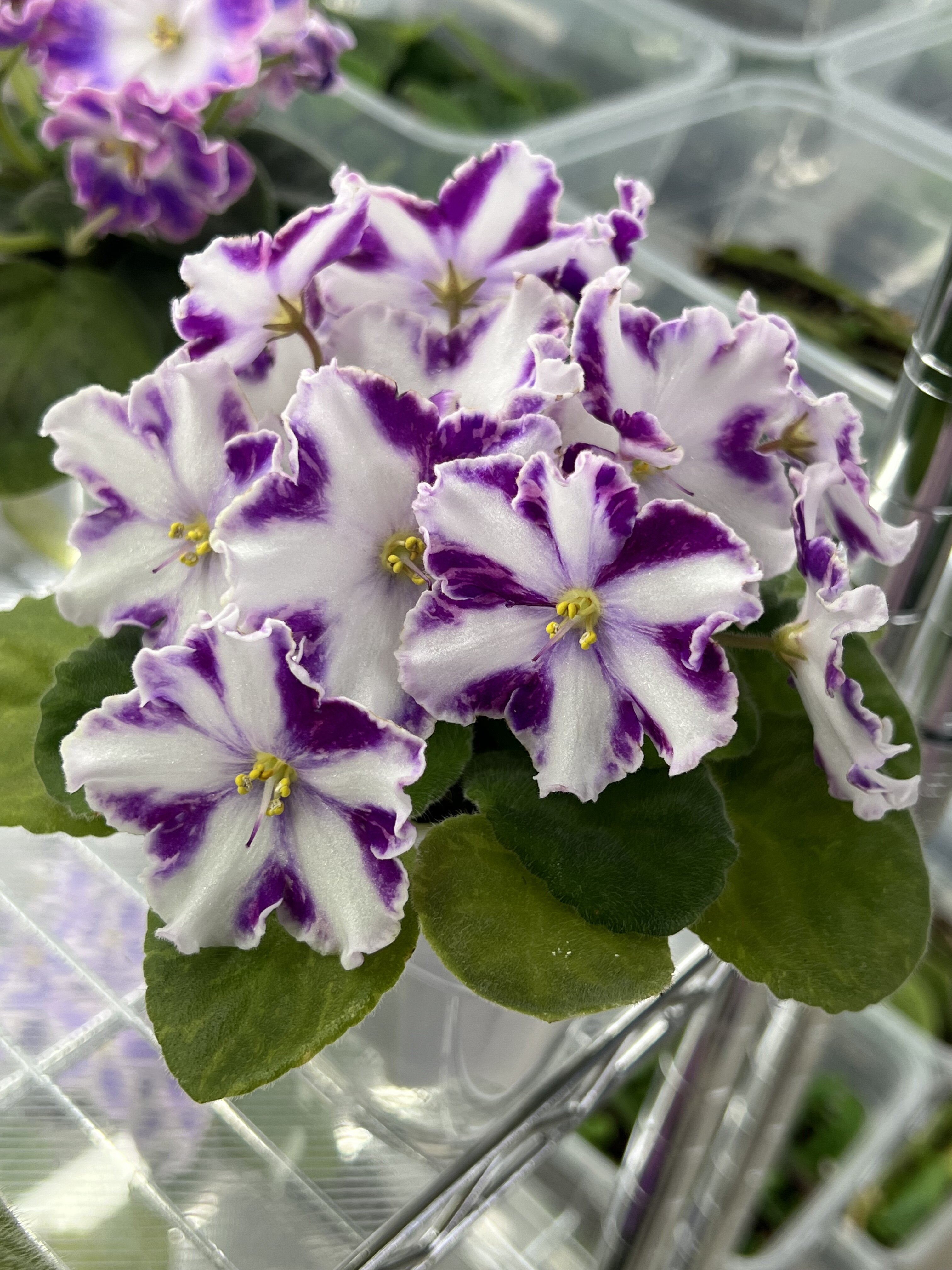 G033苦苣苔非洲堇：加加林对版苗标准十字花，室内耐荫多季节开花