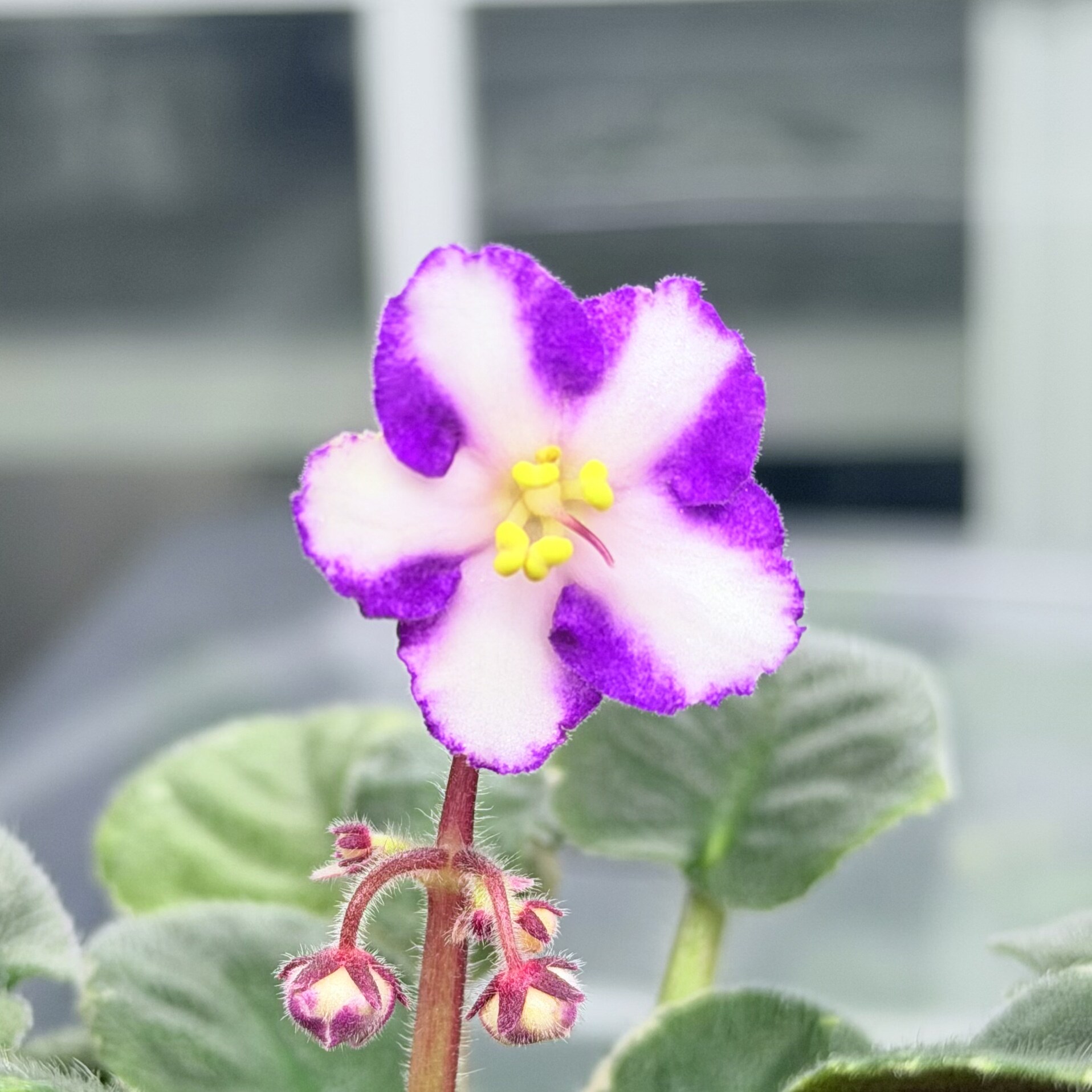 苦苣苔非洲堇缟花：冬季之爱，斑叶迷你十字花非洲紫罗兰