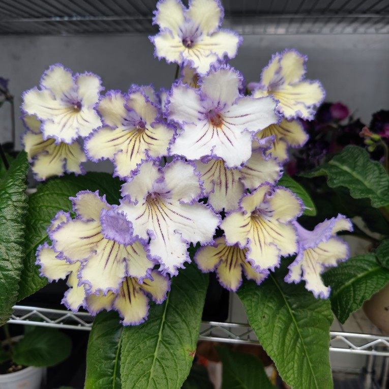 苦苣苔进口堇兰~珍珠（爆款），室内耐阴多季节开花多年生草本