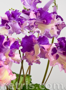 苦苣苔堇兰：DS-1859Просмотр темы室内耐荫