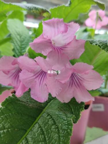 苦苣苔进口堇兰：朱尔斯，室内耐阴四季开花