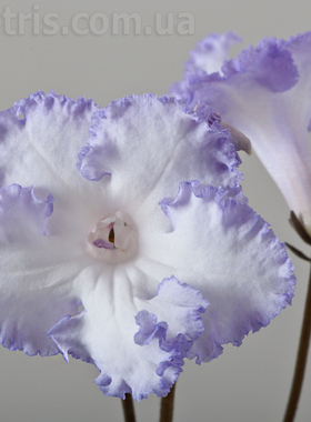 苦苣苔进口堇兰：DS-2004小男孩（偶尔会开成纯白色，慎拍）