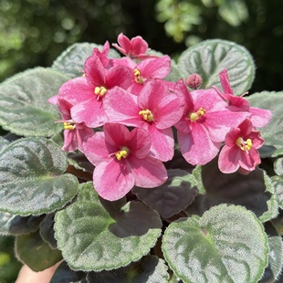 G032苦苣苔非洲堇缟花：红富士