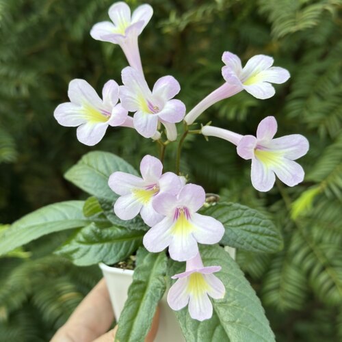 苦苣苔堇兰：粉色小步舞曲（迷你）室内耐荫四季开花多年生草本