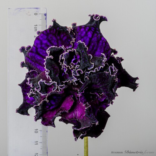 苦苣苔进口堇兰：DS-2390(鲜花爆炸)室内耐阴四季开花
