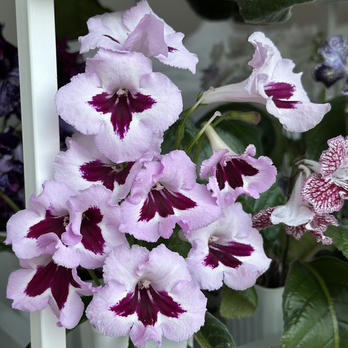 苦苣苔堇兰：冬日恋歌（国内培育）室内耐荫多季节开花多年生草本