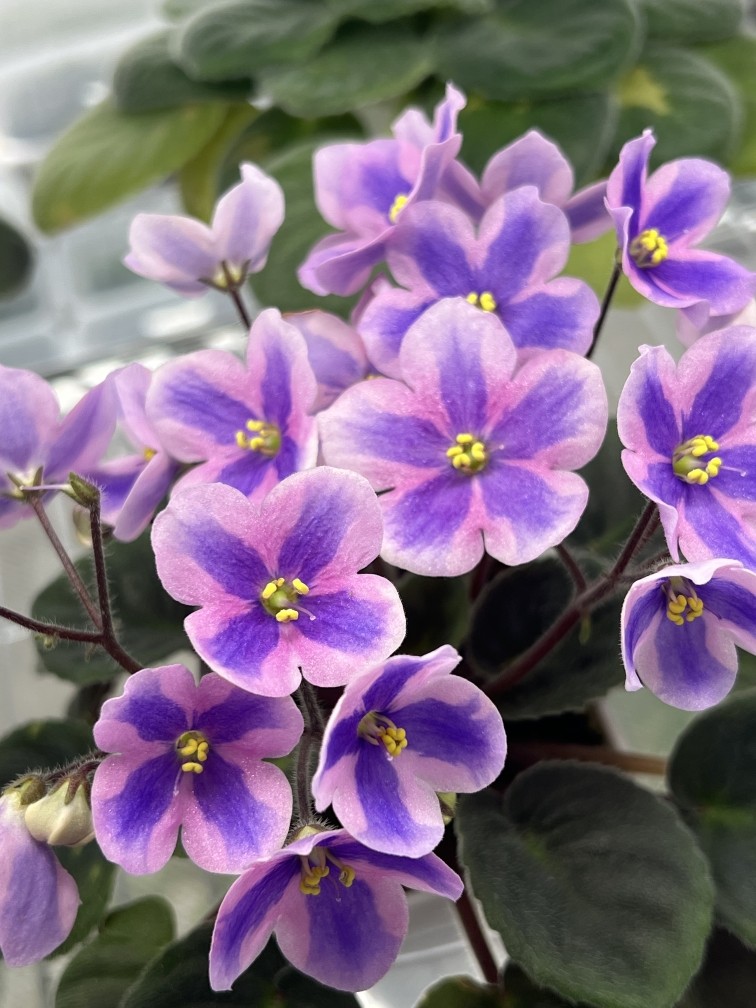 G113苦苣苔非洲堇：戴尔的梦想（缟花）十字花紫罗兰，室内耐阴,鲜花速递/花卉仿真/绿植园艺,时令草本花卉,淘宝优惠券,粉丝福利购,淘宝优惠卷