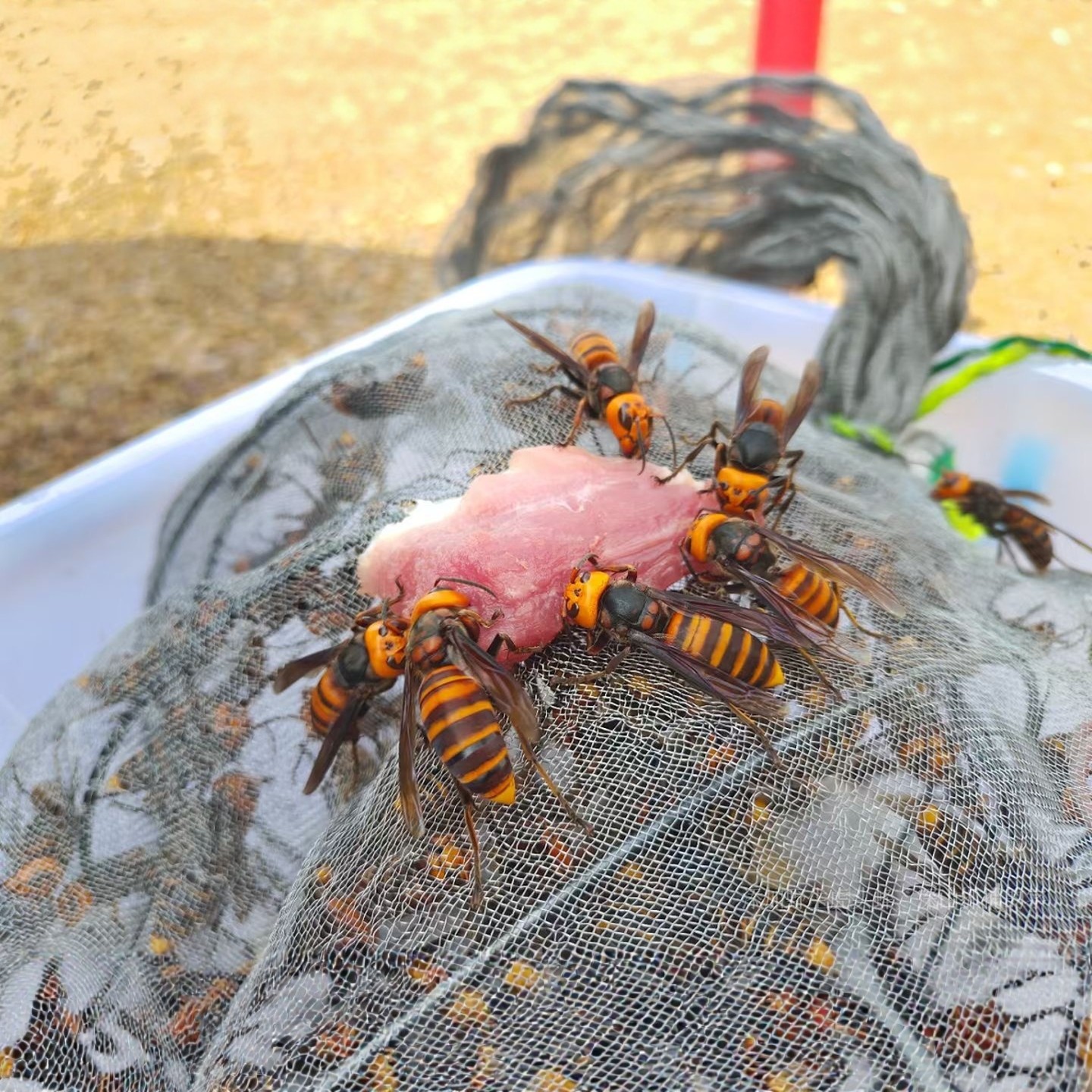 野生虎头蜂活金环黑尾红娘大胡蜂大马蜂地蜂黄蜂25只原液